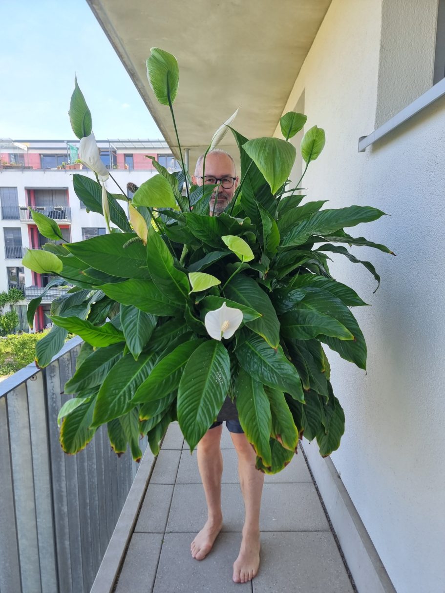 Pflanzen umgetopfen